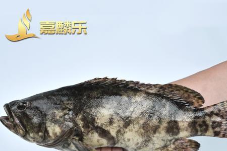 青斑是淡水鱼吗