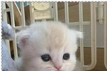 小猫仔除了奶粉还可以吃什么