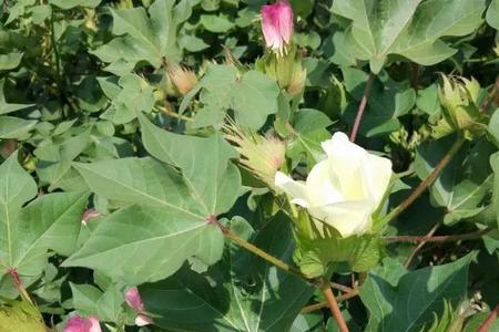 什么是棉花红茎
