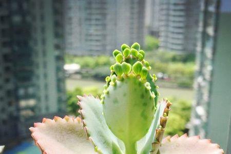 不死鸟蕾丝公主会开花吗