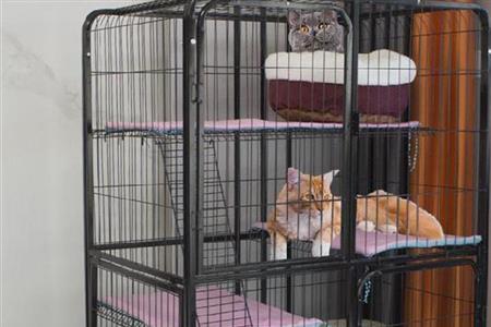 猫咪的笼子哪里有卖的
