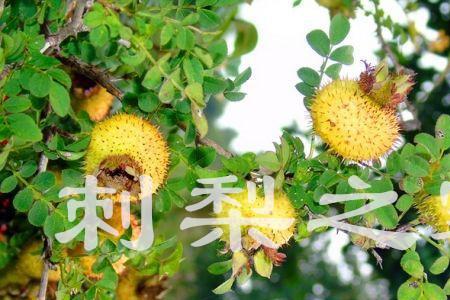 刺梨需要避光吗