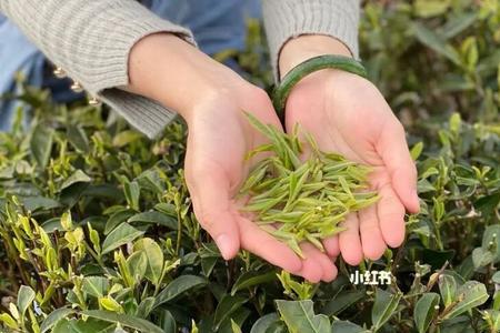 次级的明前茶呈什么颜色