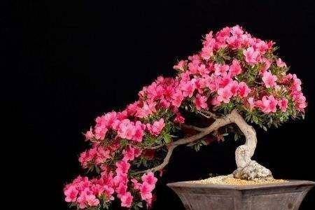 盆栽花的种植方法及时间