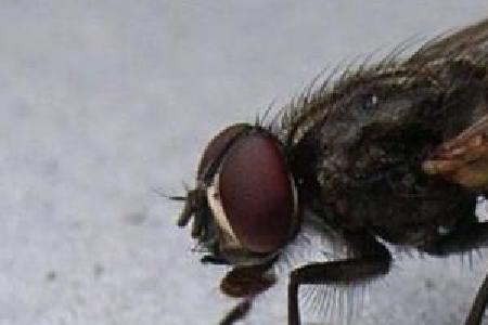 踩死苍蝇犯法吗