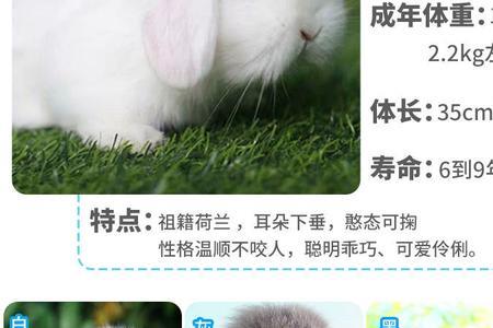 猫猫兔能长到多少斤
