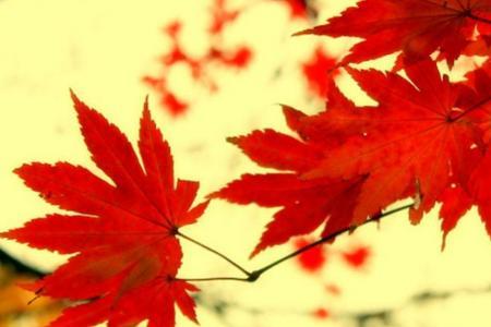 枫叶情歌原唱完整版