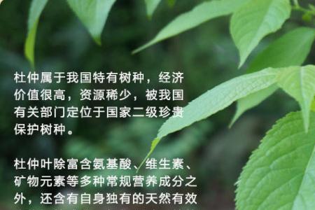 杜仲花有蜜吗