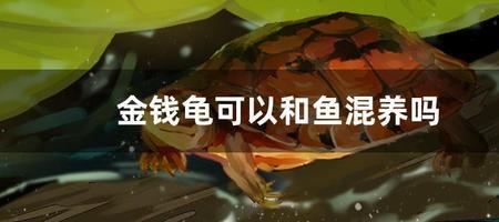 鱼和乌龟是同类吗