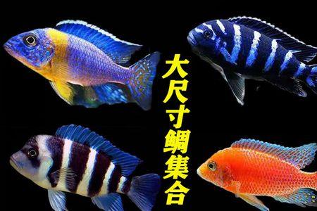 伊巴卡鱼能活多久