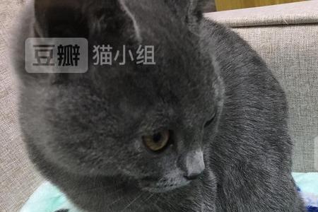 蓝猫毛色挂霜是什么意思