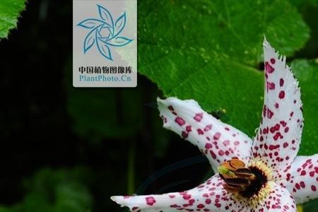 豹子花的花语