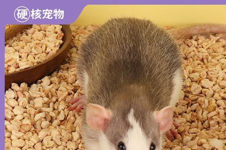 仓鼠垫料推荐四季