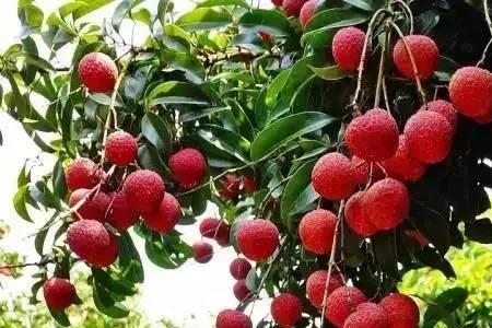 槐枝和桂味荔枝哪个含糖高