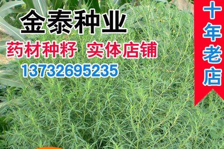 地肤子种植每亩利润