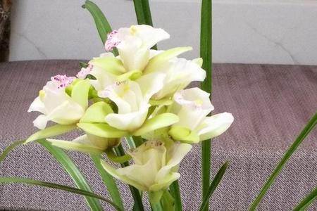 兰花芬芳是什么意思
