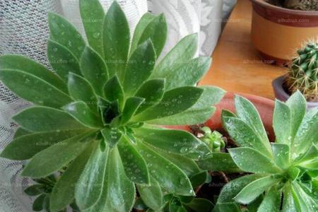 莲花掌开花是什么原因