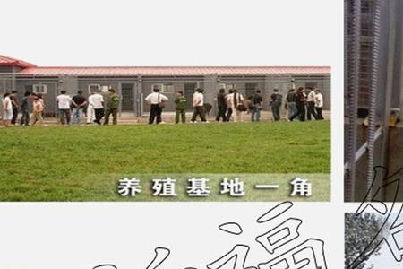繁殖犬舍适不适合当做主业