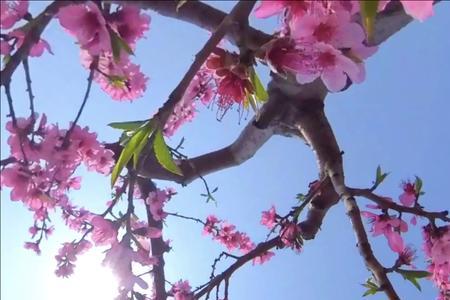 轻叹花开什么意思