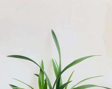 兰花金荷和逸红双娇哪种贵