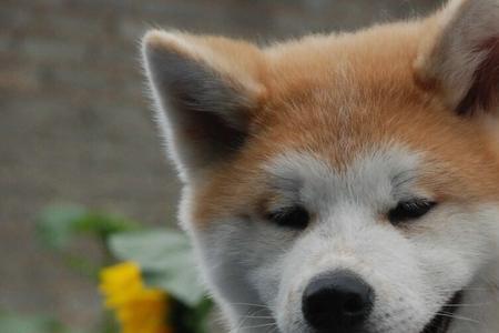 秋田犬适合女生第一次养吗