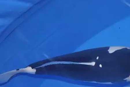 龙和鲤鱼哪个最重