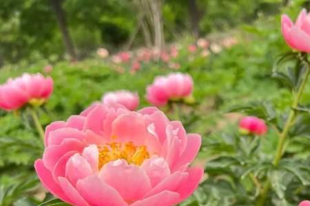 芍药对芙蓉是什么意思
