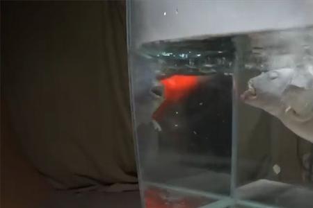 活鱼水温是多少度