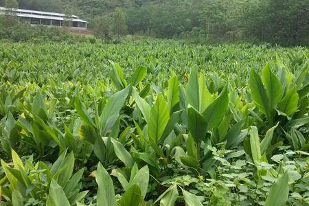 四川药材种植项目