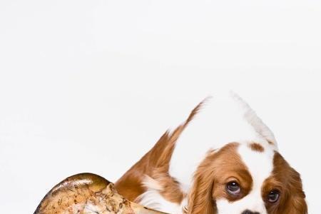 斗犬吃什么让骨架更大