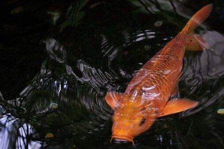 锦鲤怎么饲养可以长到60公分以上