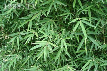 罗汉竹竹竿发黄
