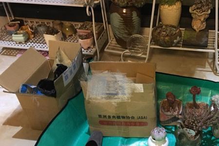 多肉摆摊价格怎么定