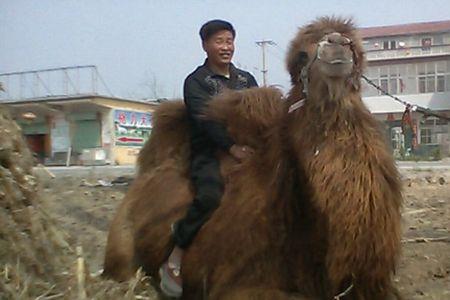 骆驼单位名称是什么