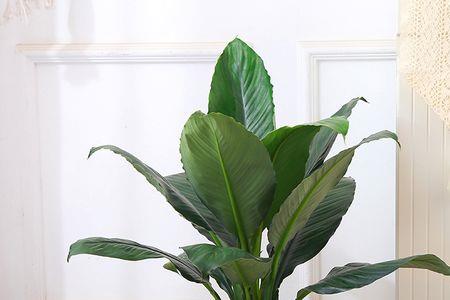青棵子是什么植物