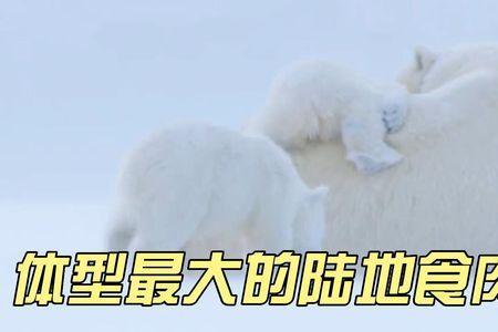 北极十大濒危动物的分布