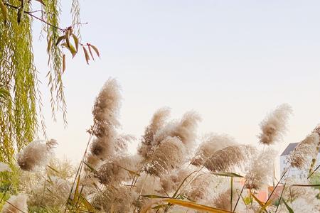 芦苇头上的白色是什么