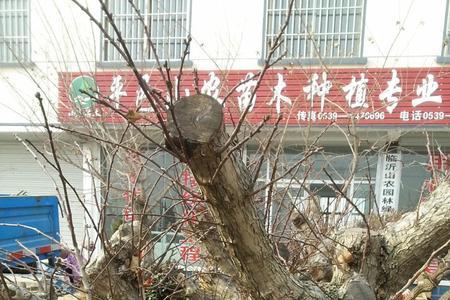酸枣盆景树桩采挖方法