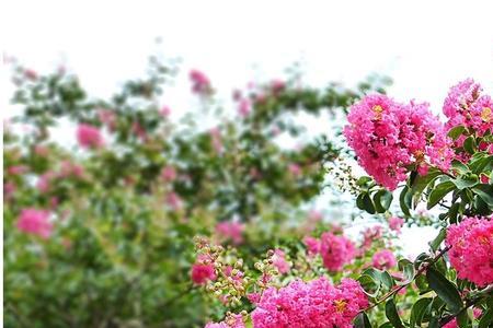 小叶紫薇什么时候开花