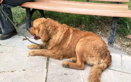 卷毛金毛犬是什麼品种
