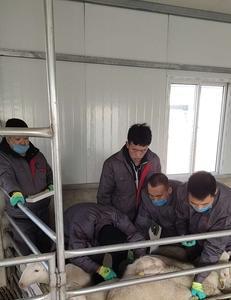 羊三联四防在什么温度保存合适
