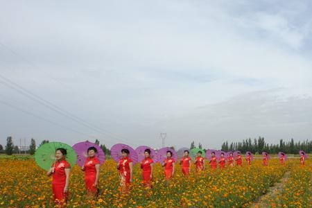 花豹彩豆种植时间