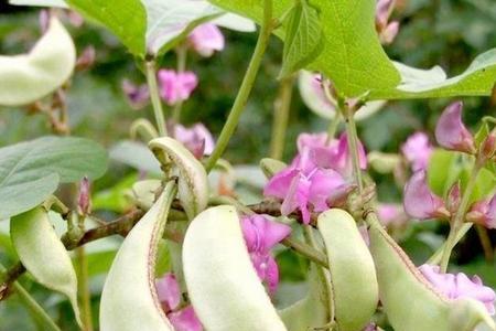 白扁豆种植开始与结束的月份