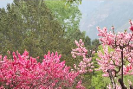 观赏桃花为什么不结果