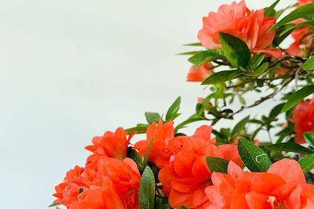 菊姬杜鹃花长得快不快