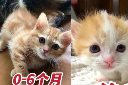 小奶猫多少天开食