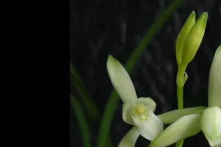 青山玉泉兰花是杂交吗