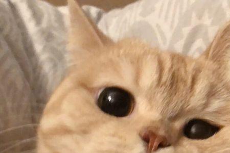 头像多了个小猫是怎么回事
