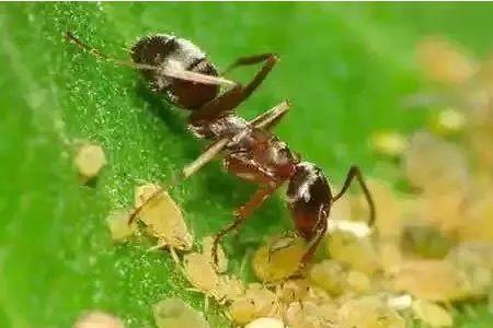 蚂蚁吃霉菌吗