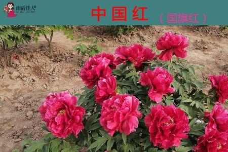 牡丹花红色怎么会变白色